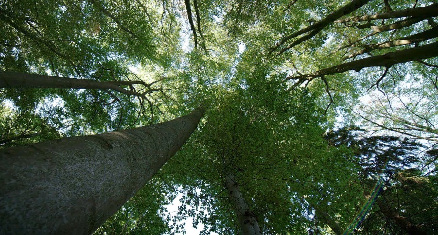 The Hidden Life Of Trees KinoCulture Montr Al   IMG 30. 07 2021 The Hidden Life Of Trees 